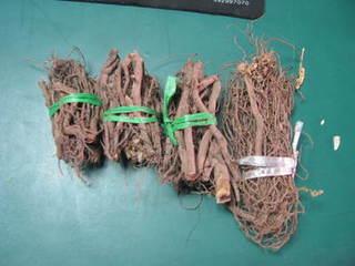 山胡椒根提取物