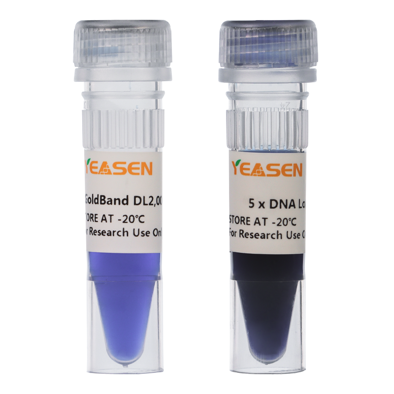 DNA条带 GoldBand DL 2000 DNA Marker 琼脂糖凝胶电泳DNA Marker 960化工网