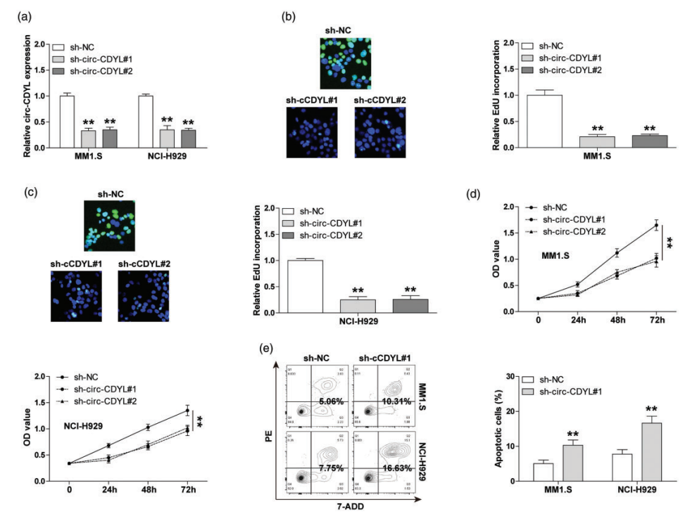 Abmole Rna Circ Cdyl Mir Yesassociated