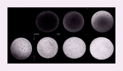 Graphical abstract: Using two photon microscopy to quantify enzymatic reaction rates on polymer beads