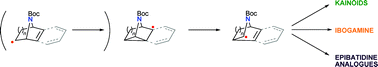 Graphical abstract: Synthesis of azabicyclic systems using nitrogen-directed radical rearrangements
