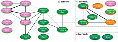 Graphical abstract: Regulation and evolution of chlorophyll metabolism