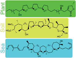 Graphical abstract: The biosynthesis of polyketide-derived polycyclic ethers