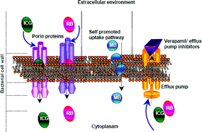 Graphical abstract: Uptake pathways of anionic and cationic photosensitizers into bacteria