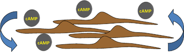 Graphical abstract: Computational modelling suggests dynamic interactions between Ca2+, IP3 and G protein-coupled modules are key to robust Dictyostelium aggregation