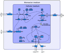 Graphical abstract: Quantitative analysis of the dynamic signaling pathway involved in the cAMP mediated induction of l-carnitine biosynthesis in E. coli cultures