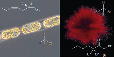 Graphical abstract: Production and role of volatile halogenated compounds from marine algae