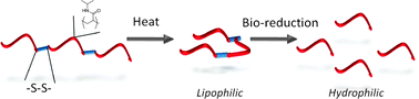 Graphical abstract: Degradable thermoresponsive polymers which display redox-responsive LCST Behaviour