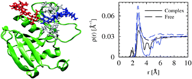 Graphical abstract: Conformational flexibility of a protein–carbohydrate complex and the structure and ordering of surrounding water