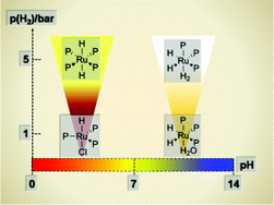 Graphical abstract: Classical and non-classical phosphine-Ru(ii)-hydrides in aqueous solutions: many, various, and useful