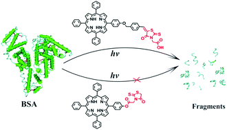 Graphical abstract: Small change in structure leads to large difference in protein photocleavage: two porphyrins bearing rhodanine-based pendants
