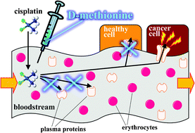 Graphical abstract: Chemoprotection by d-methionine against cisplatin-induced side-effects: insight from in vitro studies using human plasma