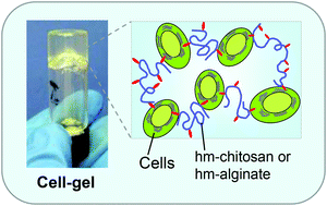 Graphical abstract: Reversible gelation of cells using self-assembling hydrophobically-modified biopolymers: towards self-assembly of tissue