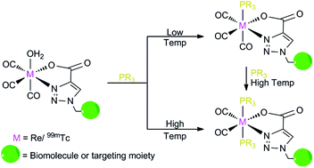 Graphical abstract: Rhenium and technetium bi- and tricarbonyl complexes in a new strategy for biomolecule incorporation using click chemistry
