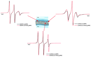 Graphical abstract: Effects of GPI-anchored TNAP on the dynamic structure of model membranes