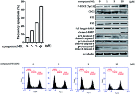 Graphical abstract: Design, synthesis and mechanism of novel shikonin derivatives as potent anticancer agents
