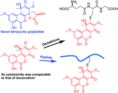 Graphical abstract: Cytotoxic metabolites from the endophytic fungus Penicillium chermesinum: discovery of a cysteine-targeted Michael acceptor as a pharmacophore for fragment-based drug discovery, bioconjugation and click reactions