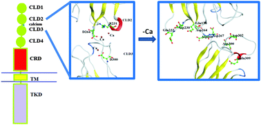 Defects In The Calcium Binding Region Drastically Affect The Cadherin