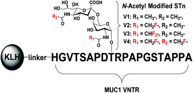 Synthesis And Immunological Evaluation Of MUC1 Glycopeptide Conjugates