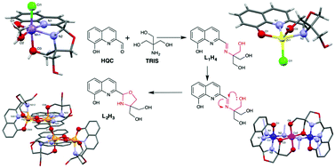 Graphical abstract: Transition metal complexes of a versatile polyalkoxy oxazolidine-based ligand derived from in situ cyclization
