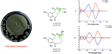 Graphical abstract: Sumalactones A–D, four new curvularin-type macrolides from a marine deep sea fungus Penicillium Sumatrense