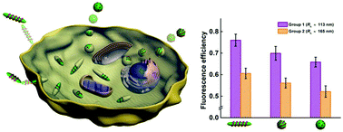 Graphical abstract: Cellular internalization of polypeptide-based nanoparticles: effects of size, shape and surface morphology