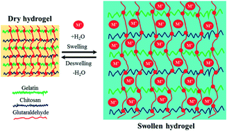 Graphical abstract: Gelatin–chitosan hydrogel particles for efficient removal of Hg(ii) from wastewater