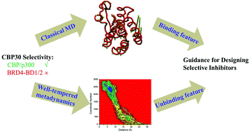 Graphical abstract: Classical molecular dynamics and metadynamics simulations decipher the mechanism of CBP30 selectively inhibiting CBP/p300 bromodomains