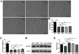 Graphical abstract: NMR-based metabolomic analysis of the effects of alanyl-glutamine supplementation on C2C12 myoblasts injured by energy deprivation