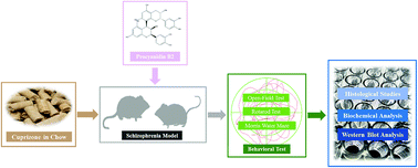 Graphical abstract: Procyanidin B2 mitigates behavioral impairment and protects myelin integrity in cuprizone-induced schizophrenia in mice