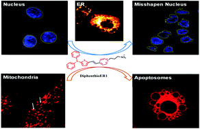 A Series Of Two Photon Absorption Pyridinium Sulfonate Inner Salts