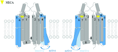 Graphical abstract: The effect of dimerization on the activation and conformational dynamics of adenosine A1 receptor