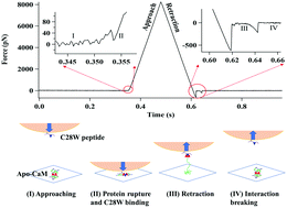 Graphical abstract: Compressive-force induced activation of apo-calmodulin in protein signalling
