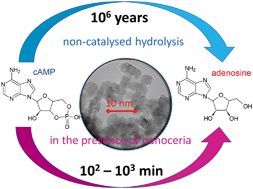 Graphical abstract: Can cerium oxide serve as a phosphodiesterase-mimetic nanozyme?