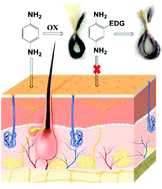 Graphical abstract: Facile synthesis of oligo anilines as permanent hair dyes: how chemical modifications impart colour and avoid toxicity