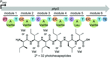 Graphical abstract: Production of a photohexapeptide library from entomopathogenic Photorhabdus asymbiotica PB68.1