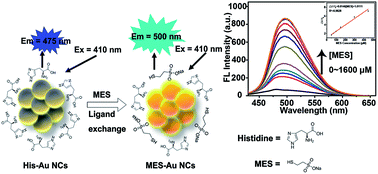 Graphical abstract: A novel gold-nanocluster-based fluorescent sensor for detection of sodium 2-mercaptoethanesulfonate