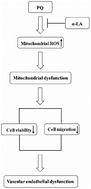 Graphical abstract: Lipoic acid antagonizes paraquat-induced vascular endothelial dysfunction by suppressing mitochondrial reactive oxidative stress
