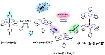 Graphical abstract: A broad view on the complexity involved in water oxidation catalysis based on Ru–bpn complexes