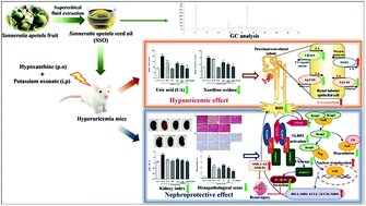 Graphical abstract: Sonneratia apetala seed oil attenuates potassium oxonate/hypoxanthine-induced hyperuricemia and renal injury in mice