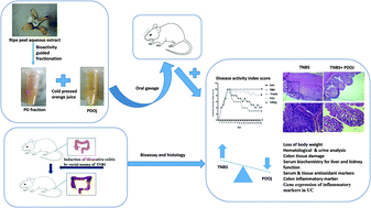 Graphical abstract: Efficacy of a functional food ingredient from Ensete superbum Roxb. Cheesman peel in reducing the severity of ulcerative colitis in a murine model