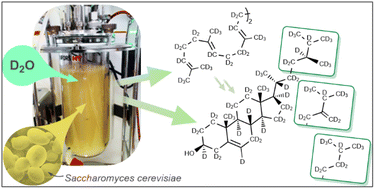 Graphical abstract: Deuterated squalene and sterols from modified Saccharomyces cerevisiae