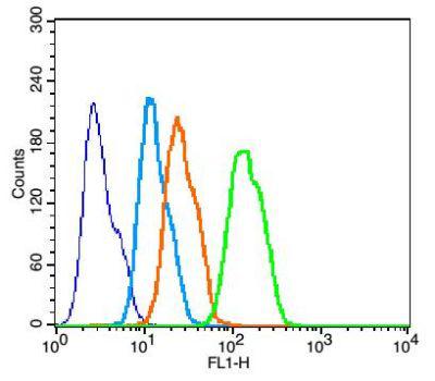 Phospho P38 MAPK Thr180 Tyr182 磷酸化 丝裂原活化蛋白激酶p38抗体P p38 MAPK价格 详情介绍