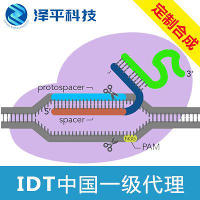 IDT Alt R CRISPR Cas9 tracrRNA ATTO 550价格 详情介绍 960化工网 960化工网