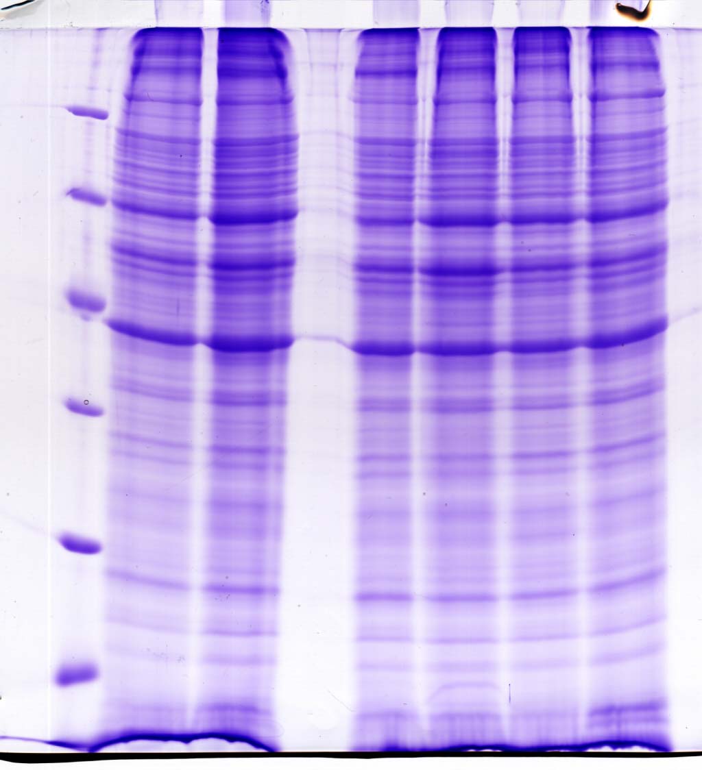 蛋白质表达规模化鉴定-针对SDS凝胶条带的液质联用质谱鉴定产品图片