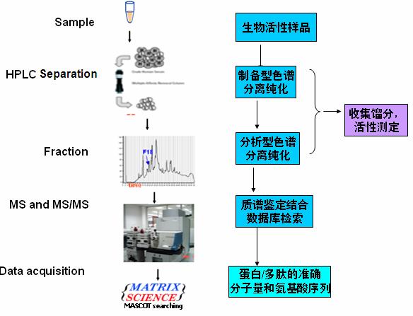 蛋白質/多肽分子量測定及氨基酸分析產品圖片
