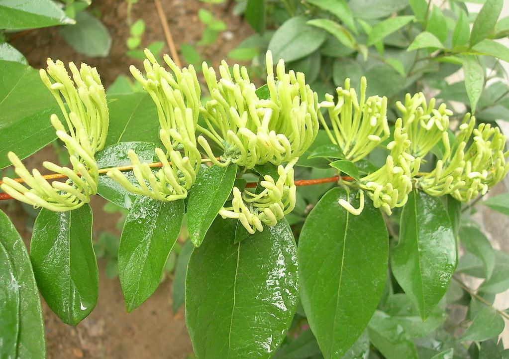 绿原酸 金银花提取物