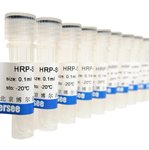 重组脂化组织因子（rh-TFP）