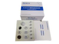人免疫球蛋白G（IgG）ELISA试剂盒