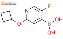 5-氟-2-(环丁氧基)吡啶-4-硼酸结构式图片|2225179-65-5结构式图片